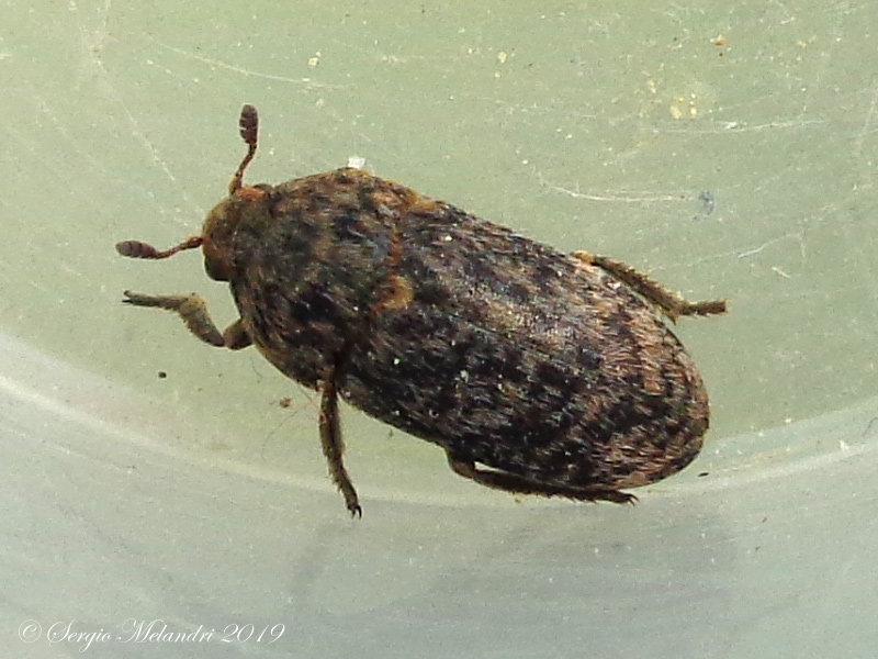 Dermestidae: Dermestes mustelinus, maschio